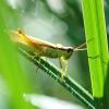 347545 – Photo : Mathurin CARNET – France (58)